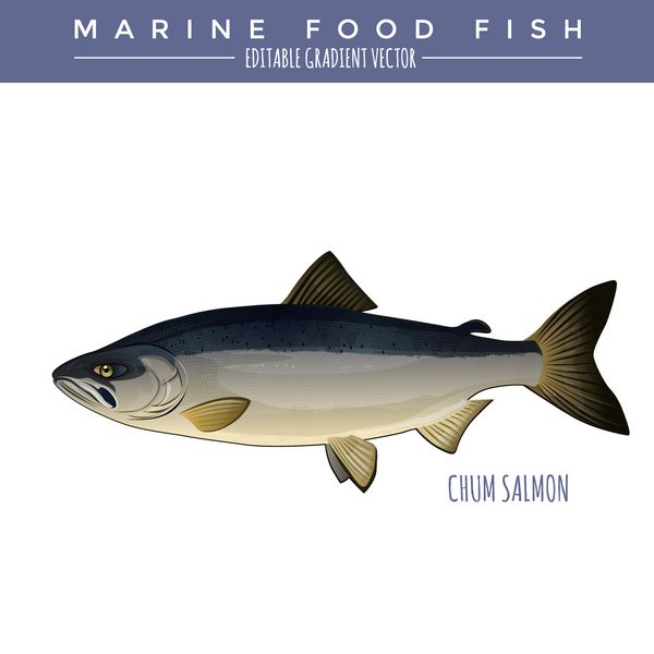 ماهی قزل آلا چام ماهی غذاهای دریایی