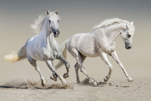 دو اسب سفید