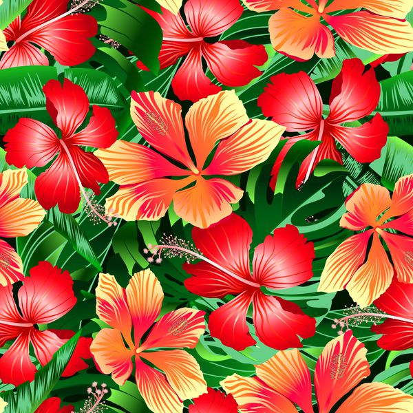 گل های هیبیسکوس رنگارنگ نارنجی و قرمز گرمسیری بدون درز