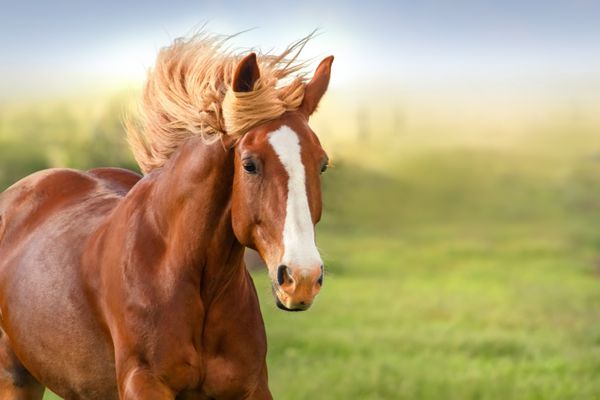 اسب قرمز زیبا با پرتره یال بلند در حال حرکت