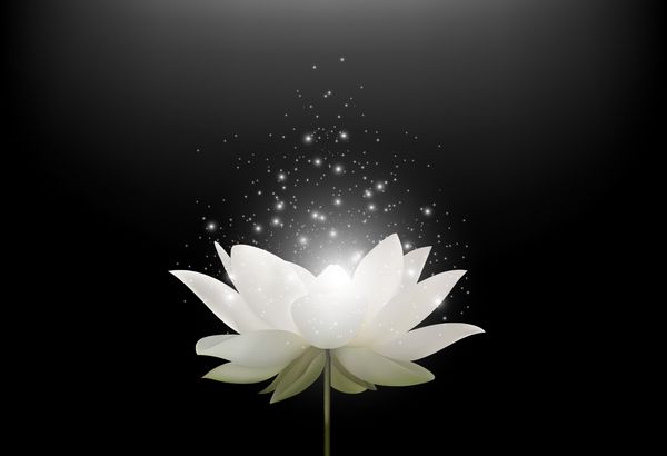 گل نیلوفر سفید جادویی در زمینه مشکی