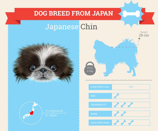 اینفوگرافیک وکتور نژاد سگ چینی ژاپنی
