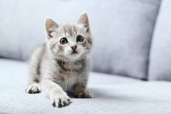 گربه کوچک زیبا روی مبل خاکستری
