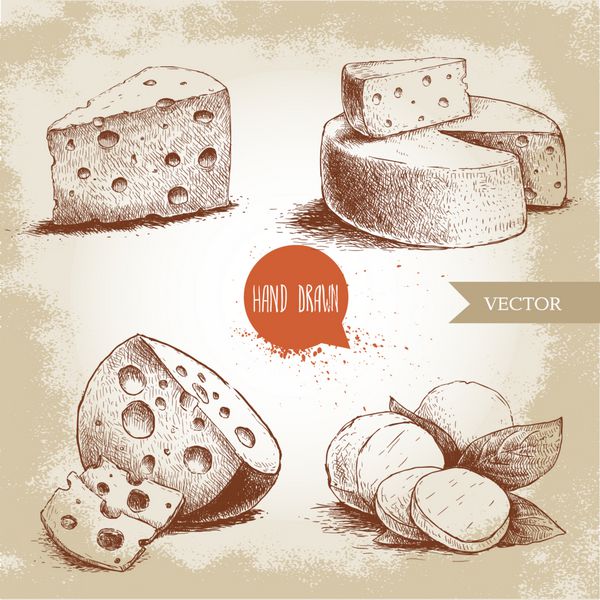 ست پنیر انواع مختلف طراحی شده با دست ادام پنیر موزارلا با برگ ریحان سر پنیر گرد مثلث پنیر وکتور تصویر مواد غذایی ارگانیک طراحی قدیمی سبک اسکچ