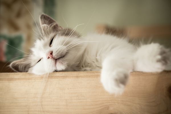 پرتره گربه سفید خواب شیرین