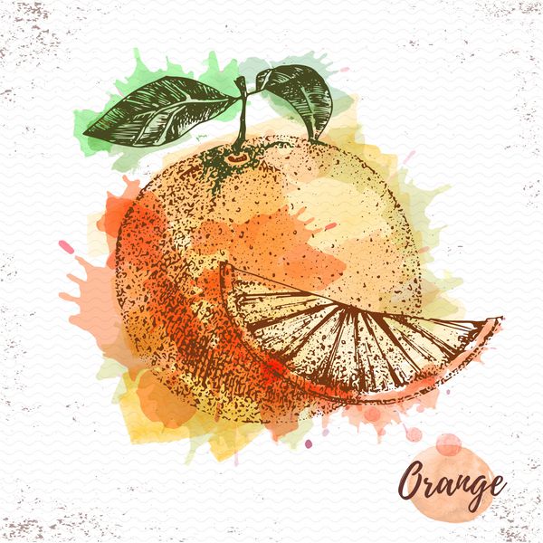 طرح نارنجی آبرنگ وکتور میوه تازه