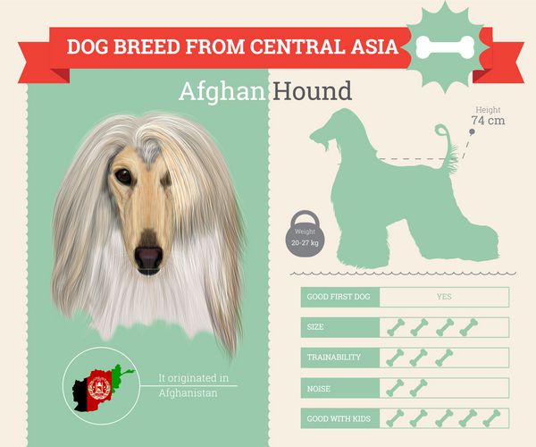 اینفوگرافیک وکتور نژاد سگ سگ تازی افغان