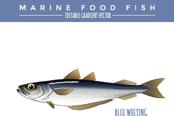 وایتینگ آبی ماهی غذاهای دریایی