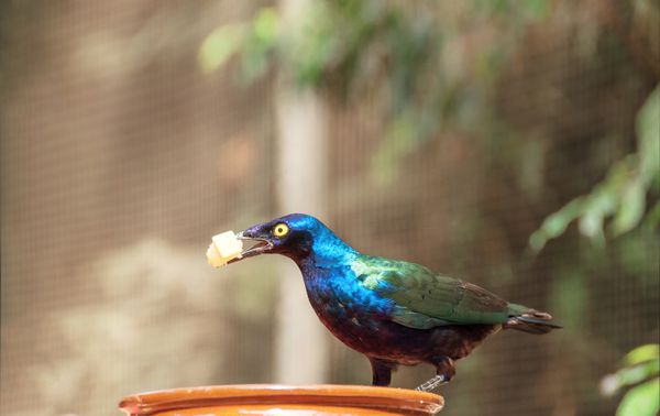 پرنده براق زیبا Cape Glossy Starling Lamprotornis Glossy