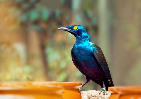 پرنده براق زیبا Cape Glossy Starling Lamprotornis Glossy