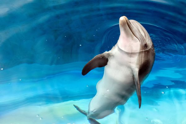 جزئیات پرتره از نزدیک دلفین در حالی که به شما نگاه می کند