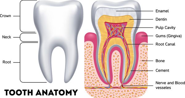 وکتور آناتومی دندان اینفوگرافیک دندان