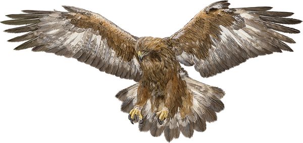 عقاب طلایی که با دست فرود می‌آید روی وکتور پس‌زمینه سفید رنگ را بکشید و رنگ کنید