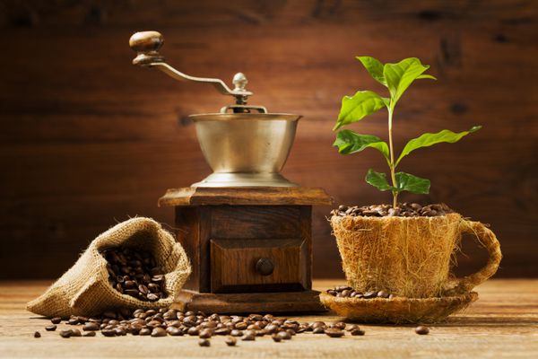 درخت قهوه از یک فنجان دانه قهوه رشد می کند