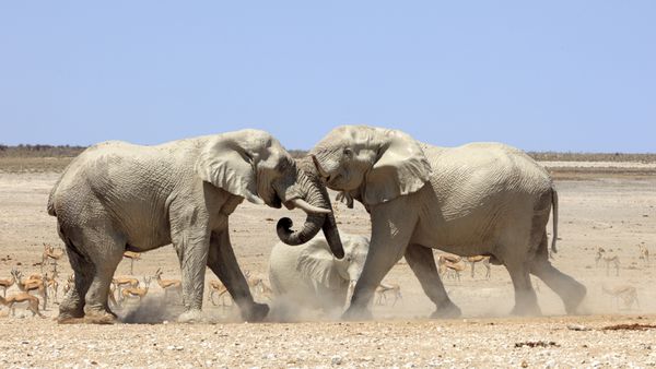 دعوای فیل ها در پارک اتوشا نامیبیا