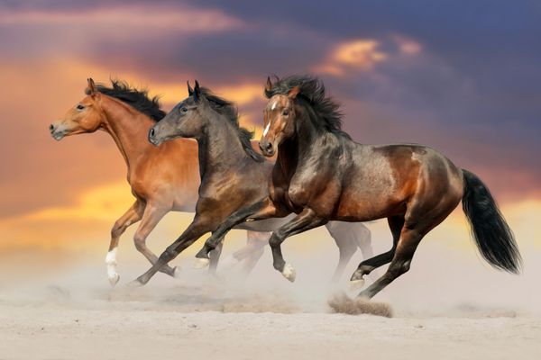 سه اسب خلیج در گرد و غبار صحرا می دوند