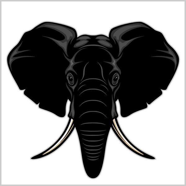 سر فیل جدا شده روی سفید