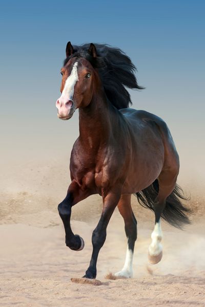 اسب خلیجی زیبا با یال بلند در گرد و غبار می تازد