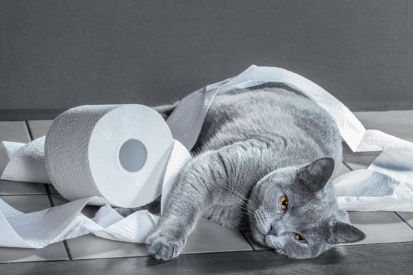 گربه آبی بریتانیایی و دستمال توالت