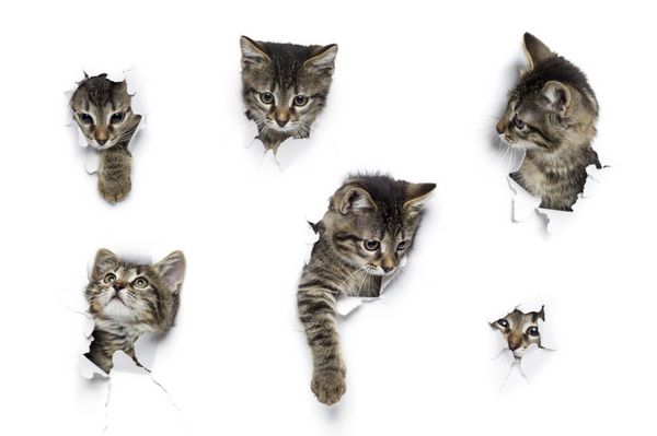 بچه گربه‌ها در سوراخ‌های کاغذ گربه‌های خاکستری کوچک که از پس‌زمینه سفید پاره‌شده به بیرون نگاه می‌کنند شش حیوان خانگی بازی خنده‌دار