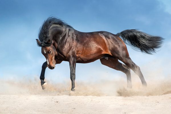اسب نر خلیج با یال بلند در گرد و غبار در برابر آسمان آبی می دود
