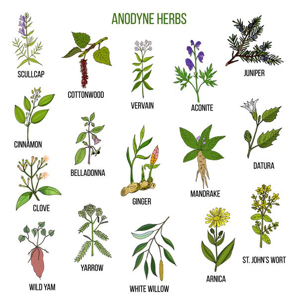 گیاهان آنودین مجموعه ای از گیاهان دارویی طراحی شده با دست