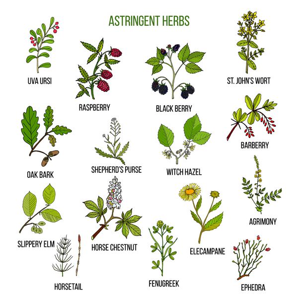 گیاهان قابض مجموعه ای از گیاهان دارویی طراحی شده با دست