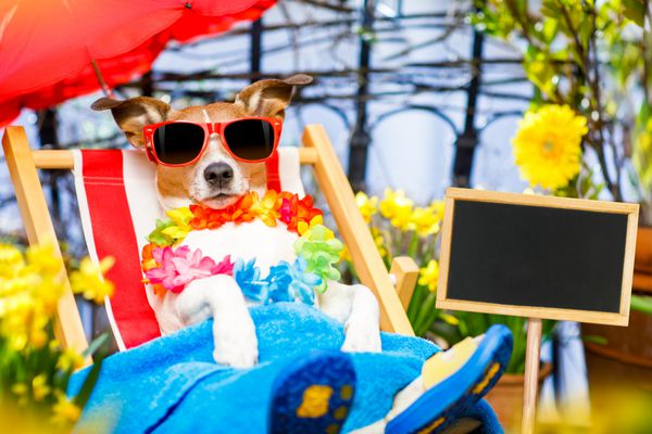تعطیلات تعطیلات تابستانی سگ در بانوج