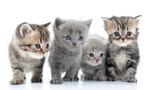 پرتره گروه گربه های جوان شات استودیویی جدا شده