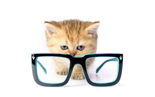 بچه گربه و عینک در پس زمینه سفید