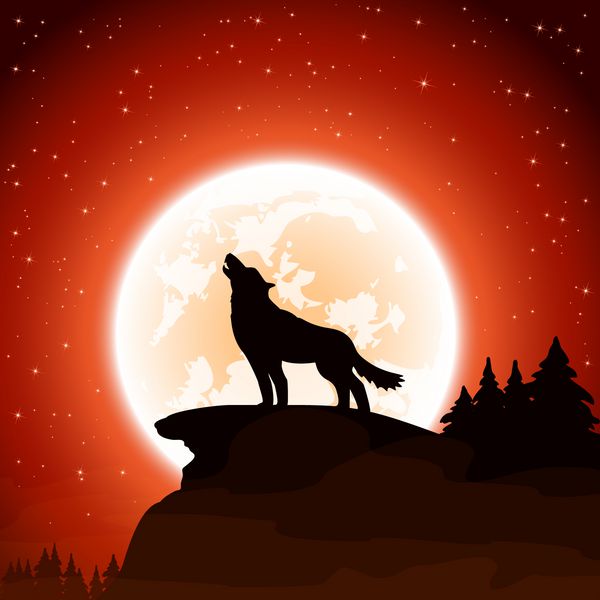 گرگ و ماه در پس زمینه آسمان