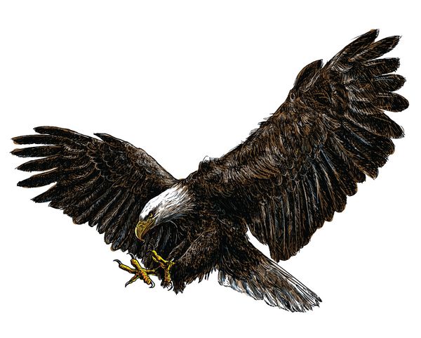 عقاب طاس در هنگام فرود با حرکت دراز بکشید و روی پس زمینه سفید رنگ کنید