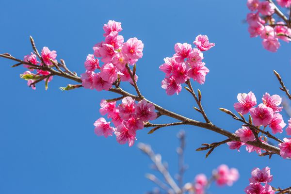 شکوفه گیلاس با آسمان آبی