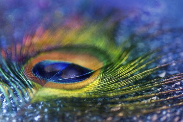 جلوه رنگ هنر دیجیتال ترکیب انتزاعی پر طاووس چند رنگ