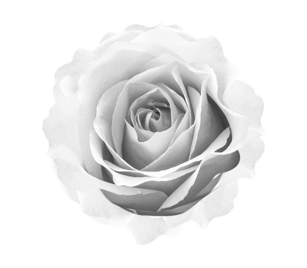 گل رز جدا شده در پس زمینه سفید روز ولنتاین