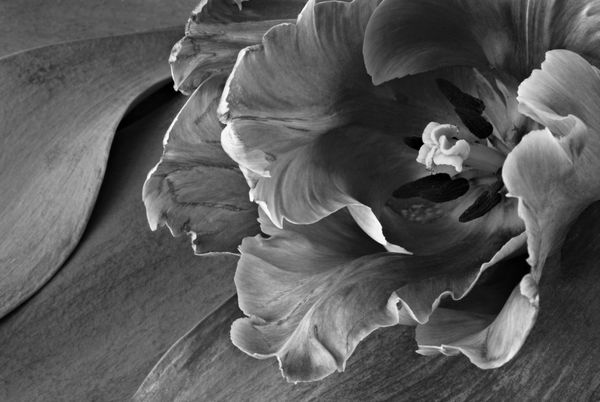 عکس سیاه و سفید هنری لاله طوطی زیبا با لبه های ژولیده در پس زمینه برگ های لاله ماکرو با فوکوس انتخابی