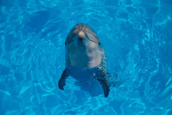 پرتره دلفین از نزدیک در حالی که در حالی که لبخند می زند به شما نگاه می کند