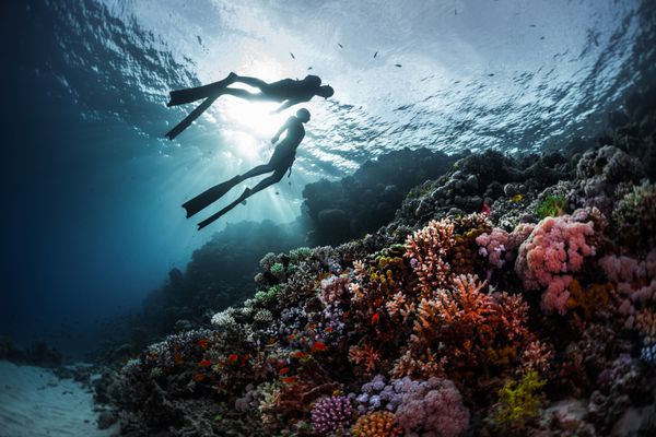 دو غواص آزاد در حال شنا در زیر آب بر فراز صخره های مرجانی زنده دریای سرخ مصر