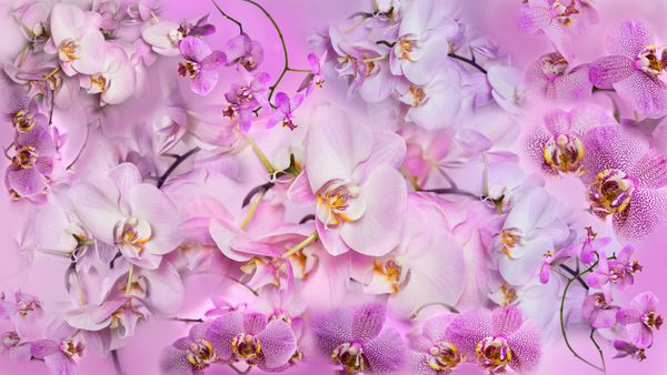 پس زمینه کولاژ زیبا از گل های ارکیده گل ارکیده Phalaenopsis مانند یک پروانه استوایی است