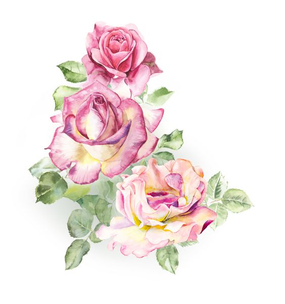 بوته گل سرخ الگوی از رز صورتی نقاشی های عروسی نقاشی آبرنگ کارت تبریک پس زمینه گل رز ترکیب آبرنگ پس زمینه گل