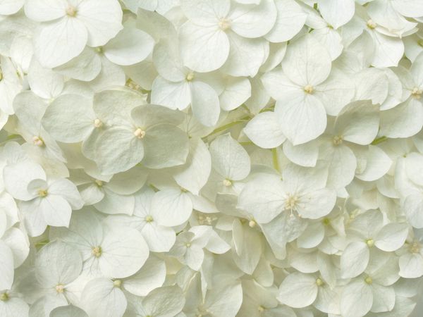 پس زمینه گل های عاشقانه گل های سفید گل های هیدرانسی