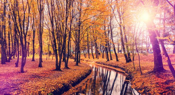 منظره پاییزی با درختان و رودخانه درخت رنگارنگ فوق العاده ای که زیر نور خورشید می درخشد فیلتر اینستاگرام سبک رترو افکت قدیمی