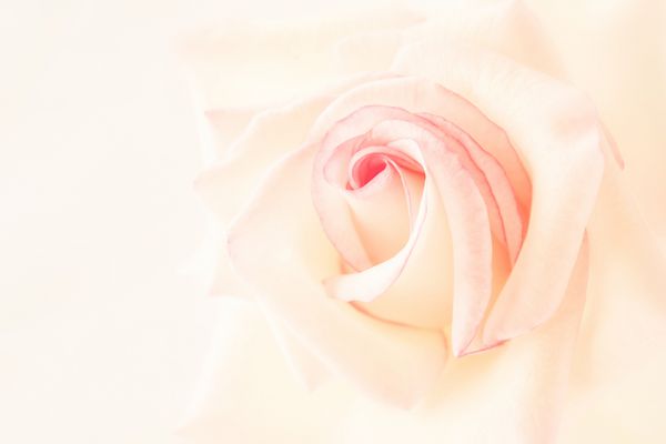 گل رز صورتی شیرین در رنگ ملایم و سبک تار برای روز ولنتاین و پس زمینه عروسی