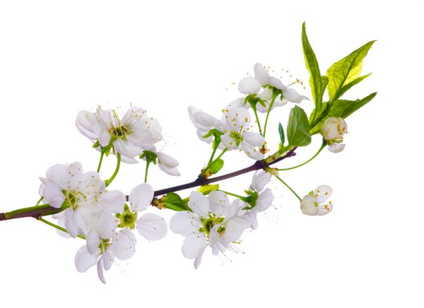 گلهای درخت گیلاس جدا شده در پس زمینه سفید
