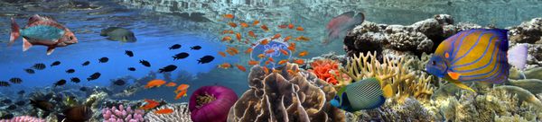 منظره‌ای از صخره‌های مرجانی در زیر آب با ماهی‌های رنگارنگ استوایی