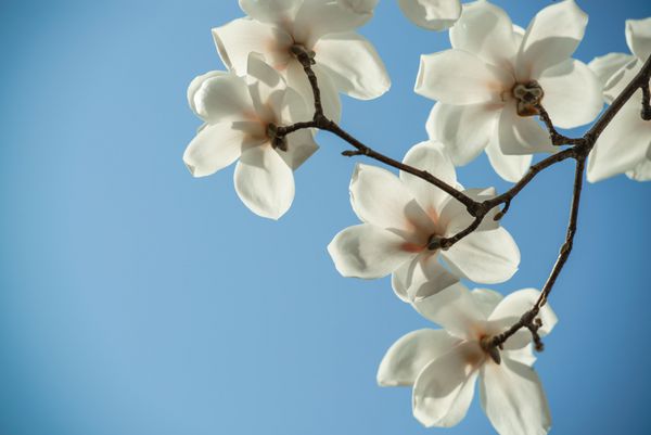 گلهای زیبای ماگنولیا سفید پس زمینه آسمان آبی