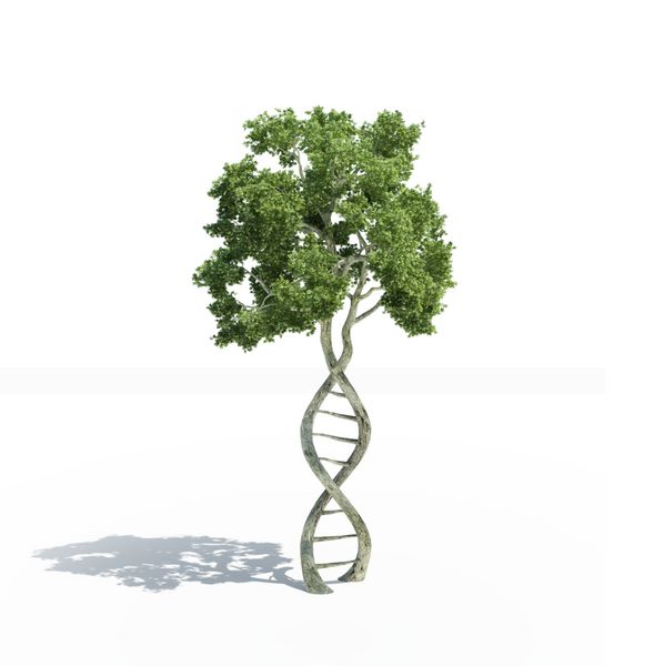 درختی به شکل DNA با تنه هایی که مارپیچ دوگانه را تشکیل می دهند