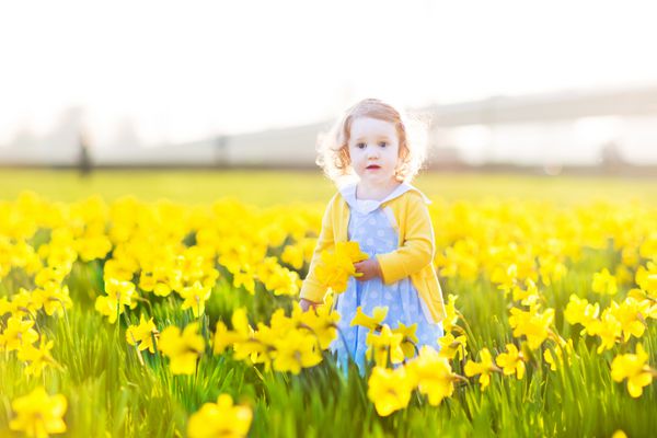 دختر نوپای فرفری زیبا با لباس آبی در مزرعه ای از گل های نرگس زرد در یک عصر تابستانی آفتابی