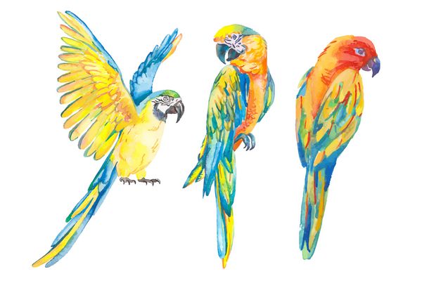 پرندگان گرمسیری جدا شده در زمینه سفید ماکائو هنر بردار