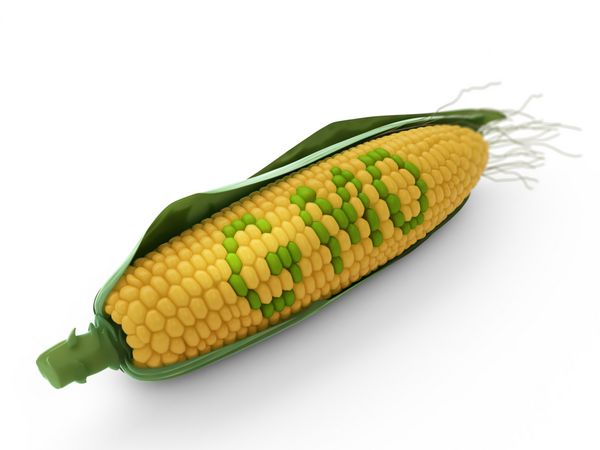 تحقیقات ژنتیکی ذرت GMO - کشاورزی